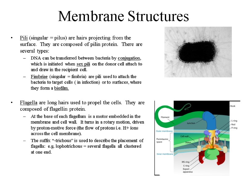 Membrane Structures Pili (singular = pilus) are hairs projecting from the surface.  They